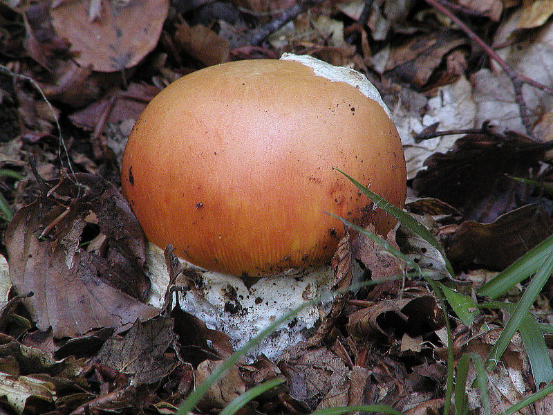 foto d''archivio (Amanita caesarea)